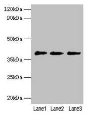 Western blot All lanes: POU5F1 antibody at 2µg/ml Lane 1: Jurkat whole cell lysate Lane 2: Hela whole cell lysate Lane 3: 293T whole cell lysate Secondary Goat polyclonal to rabbit IgG at 1/10000 dilution Predicted band size: 39, 31 kDa Observed b...