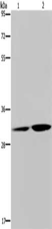 Gel: 8%SDS-PAGE, Lysate: 40 ug, Lane 1-2: HT29 cells, human placenta tissue, Primary antibody: CSB-PA115883(DNASE1L3 Antibody) at dilution 1/450, Secondary antibody: Goat anti rabbit IgG at 1/8000 dilution, Exposure time: 30 seconds