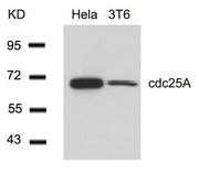 Western blot analysis of extracts from Hela and 3T6 cells using cdc25A(Ab-76) Antibody.