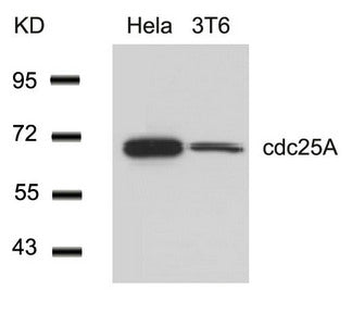 Western blot analysis of extracts from Hela and 3T6 cells using cdc25A(Ab-76) Antibody.
