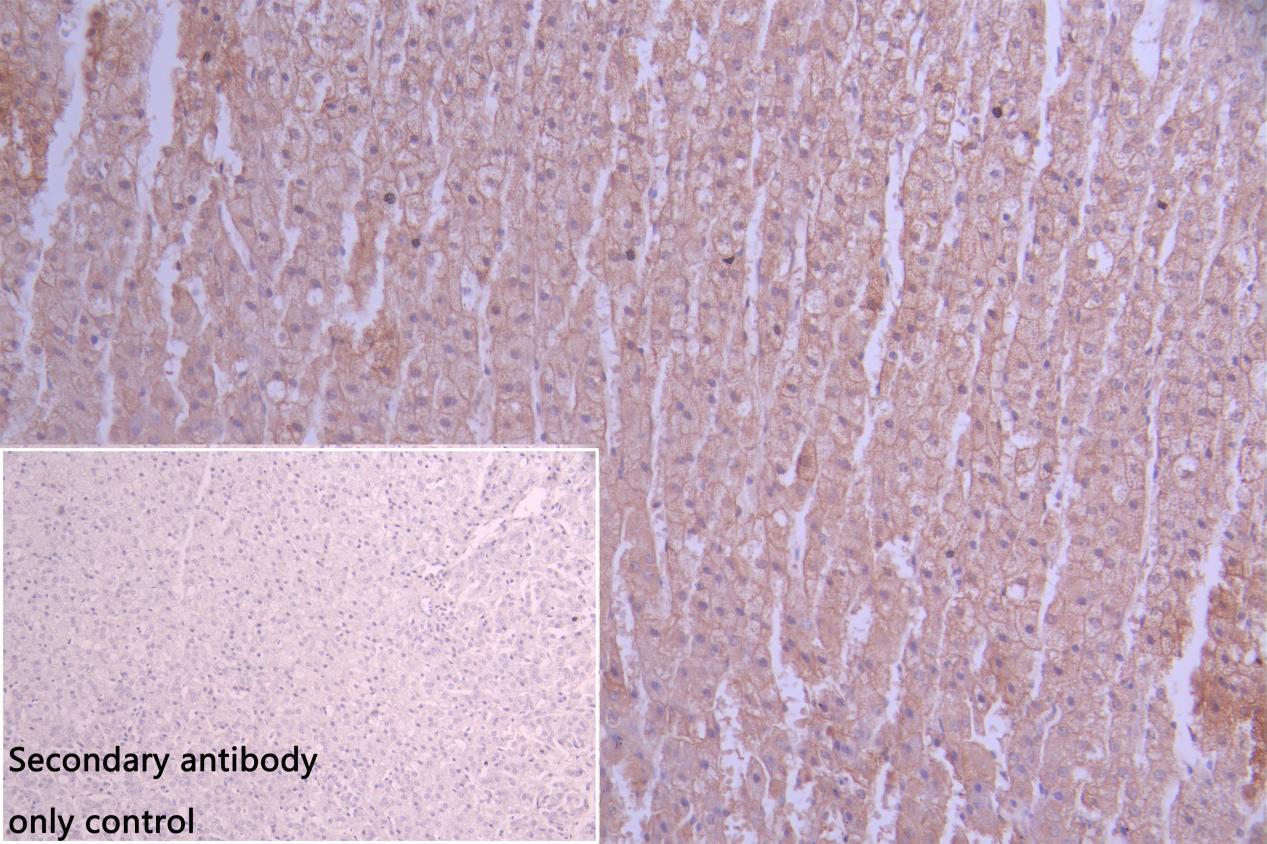 IHC image of CSB-PA11737A0Rb diluted at 1:50 and staining in paraffin-embedded human adrenal gland tissue performed on a Leica BondTM system. After dewaxing and hydration, antigen retrieval was mediated by high pressure in a citrate buffer (pH 6.0...