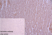 IHC image of CSB-PA11737A0Rb diluted at 1:50 and staining in paraffin-embedded human adrenal gland tissue performed on a Leica BondTM system. After dewaxing and hydration, antigen retrieval was mediated by high pressure in a citrate buffer (pH 6.0...