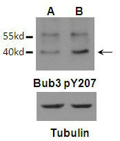 Western blot analysis of Bub3 (Phospho-Tyr207)Antibody (arrow indicated) in U87 (A) and U87 EGFRvIII (B) cells in Mitosis.
