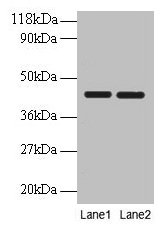 Western blot All lanes: BSG antibody at 2µg/ml Lane 1: EC109 whole cell lysate Lane 2: 293T whole cell lysate Secondary Goat polyclonal to rabbit IgG at 1/10000 dilution Predicted band size: 43, 30, 20, 23 kDa Observed band size: 43 kDa