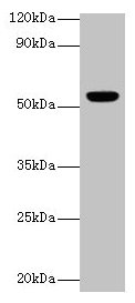 Western blot All lanes: CHRNA1 antibody at 2µg/ml + Rat skeletal muscle tissue Secondary Goat polyclonal to rabbit IgG at 1/10000 dilution Predicted band size: 55, 52 kDa Observed band size: 55 kDa