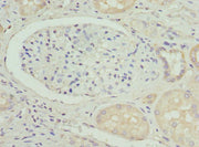 Immunohistochemistry of paraffin-embedded human kidney tissue using CSB-PA11834A0Rb at dilution of 1:100