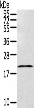 Gel: 12%SDS-PAGE,Lysate: 40 ug,,Primary antibody: CSB-PA118536(TEX37 Antibody) at dilution 1/200 dilution,Secondary antibody: Goat anti rabbit IgG at 1/8000 dilution,Exposure time: 20 seconds
