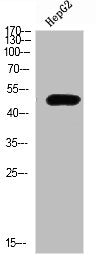 Western Blot analysis of HEPG2 cells using TRAF1 Polyclonal Antibody diluted at 1:500. Secondary antibody was diluted at 1:20000