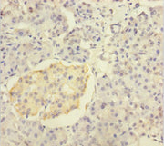 Immunohistochemistry of paraffin-embedded human pancreatic tissue using CSB-PA12089A0Rb at dilution of 1:100