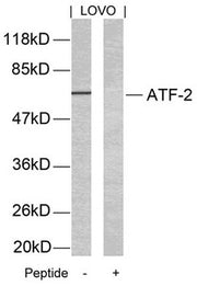 Western blot analysis of extracts from LOVO cells using ATF2(Ab-69 or 51) Antibody and the same antibody preincubated with blocking peptide.