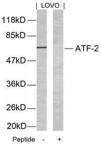 Western blot analysis of extracts from LOVO cells using ATF2(Ab-69 or 51) Antibody and the same antibody preincubated with blocking peptide.