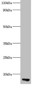 Western blot All lanes: APOC3 antibody at 2µg/ml + Rat liver tissue Secondary Goat polyclonal to rabbit lgG at 1/15000 dilution Predicted band size: 11 kDa Observed band size: 11 kDa