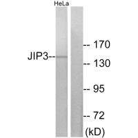 Western blot analysis of extracts from HeLa cells, using JIP3 antibody.
