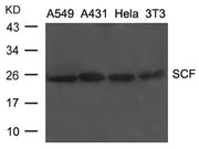 Western blot analysis of extracts from A549, A431, Hela and 3T3 cells using SCF Antibody.