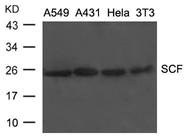 Western blot analysis of extracts from A549, A431, Hela and 3T3 cells using SCF Antibody.