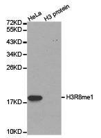 Western blot analysis of extracts of HeLa cell line and H3 protein expressed in E.coli., using H3R8me1antibody.