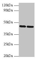 Western blot All lanes: SHBG antibody at 2µg/ml Lane 1: Hela whole cell lysate Lane 2: NIH/3T3 whole cell lysate Secondary Goat polyclonal to rabbit IgG at 1/10000 dilution Predicted band size: 44, 32, 33, 42 kDa Observed band size: 44 kDa
