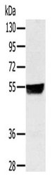 Gel: 8%SDS-PAGE, Lysate: 30 ug, Lane: Hela cells, Primary antibody: CSB-PA122920(NRF1 Antibody) at dilution 1/500, Secondary antibody: Goat anti rabbit IgG at 1/8000 dilution, Exposure time: 30 seconds