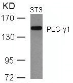 Western blot analysis of extracts from 3T3 cells using PLC-g1(Ab-771) Antibody.