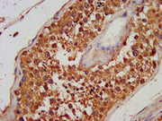 IHC image of CSB-PA12325A0Rb diluted at 1:100 and staining in paraffin-embedded human testis tissue performed on a Leica BondTM system. After dewaxing and hydration, antigen retrieval was mediated by high pressure in a citrate buffer (pH 6.0). Sec...