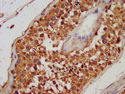 IHC image of CSB-PA12325A0Rb diluted at 1:100 and staining in paraffin-embedded human testis tissue performed on a Leica BondTM system. After dewaxing and hydration, antigen retrieval was mediated by high pressure in a citrate buffer (pH 6.0). Sec...