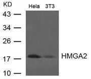 Western blot analysis of extract from Hela and 3T3 cells using HMGA2 Antibody