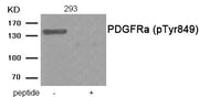 Western blot analysis of extracts from 293 tissue using PDGFRa (Phospho-Tyr849) antibody.The lane on the right is treated with the antigen-specific peptide.