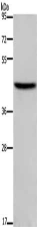 Gel: 8%SDS-PAGE, Lysate: 40 ug, Lane: NIH/3T3 cells, Primary antibody: CSB-PA123766(TFDP1 Antibody) at dilution 1/650, Secondary antibody: Goat anti rabbit IgG at 1/8000 dilution, Exposure time: 3 minutes