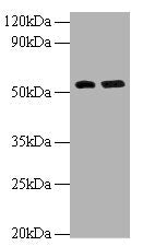 Western blot All lanes: MMP12 antibody at 2µg/ml Lane 1: Hela whole cell lysate Lane 2: NIH/3T3 whole cell lysate Secondary Goat polyclonal to rabbit IgG at 1/10000 dilution Predicted band size: 55 kDa Observed band size: 55 kDa