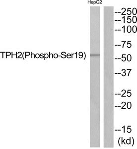 Western blot analysis of extracts from HepG2 cells using TPH2 (Phospho-Ser19) Antibody.The lane on the right is treated with the antigen-specific peptide.