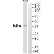 Western blot analysis of extracts from HuvEc cells, using IκB-α antibody.