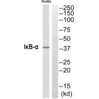 Western blot analysis of extracts from HuvEc cells, using IκB-α antibody.