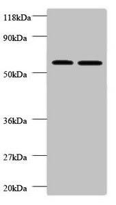 Western blot All lanes: FUCA2 antibody at 2µg/ml Lane 1: EC109 whole cell lysate Lane 2: 293T whole cell lysate Secondary Goat polyclonal to rabbit IgG at 1/10000 dilution Predicted band size: 55, 20 kDa Observed band size: 55 kDa