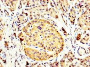 IHC image of CSB-PA12619A0Rb diluted at 1:400 and staining in paraffin-embedded human pancreatic tissue performed on a Leica BondTM system. After dewaxing and hydration, antigen retrieval was mediated by high pressure in a citrate buffer (pH 6.0)....