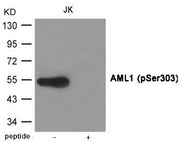 Western blot analysis of extracts from JK cells using AML1 (Phospho-Ser303) Antibody.The lane on the right is treated with the antigen-specific peptide.