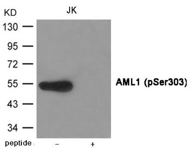 Western blot analysis of extracts from JK cells using AML1 (Phospho-Ser303) Antibody.The lane on the right is treated with the antigen-specific peptide.