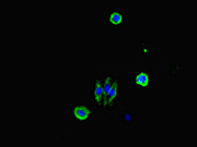 Immunofluorescent analysis of HepG2 cells using CSB-PA12709A0Rb at dilution of 1:100 and Alexa Fluor 488-congugated AffiniPure Goat Anti-Rabbit IgG(H+L)