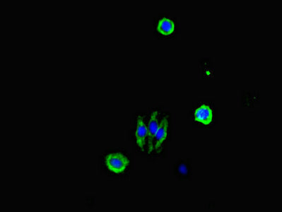 Immunofluorescent analysis of HepG2 cells using CSB-PA12709A0Rb at dilution of 1:100 and Alexa Fluor 488-congugated AffiniPure Goat Anti-Rabbit IgG(H+L)