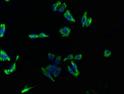 Immunofluorescence staining of HepG2 cells with CSB-PA12749A0Rb at 1:133, counter-stained with DAPI. The cells were fixed in 4% formaldehyde, permeabilized using 0.2% Triton X-100 and blocked in 10% normal Goat Serum. The cells were then incubated...
