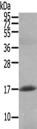 Gel: 12%SDS-PAGE,Lysate: 40 ug,,Primary antibody: CSB-PA128010(HCRT Antibody) at dilution 1/200 dilution,Secondary antibody: Goat anti rabbit IgG at 1/8000 dilution,Exposure time: 40 seconds