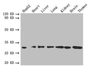 Western blot All lanes: FGF2 antibody at 4µg/ml Lane 1: HepG2 whole cell lysate Lane 2: Mouse heart tissue Lane 3: Mouse liver tissue Lane 4: Mouse lung tissue Lane 5: Mouse kidney tissue Lane 6: Mouse brain tissue Lane 7: Mouse thymus tissue Seco...