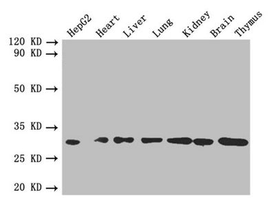 Western blot All lanes: FGF2 antibody at 4µg/ml Lane 1: HepG2 whole cell lysate Lane 2: Mouse heart tissue Lane 3: Mouse liver tissue Lane 4: Mouse lung tissue Lane 5: Mouse kidney tissue Lane 6: Mouse brain tissue Lane 7: Mouse thymus tissue Seco...