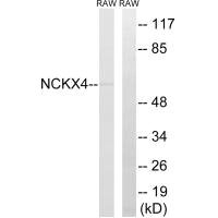 Western blot analysis of extracts from RAW264.7 cells, using SLC24A4 antibody.