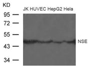 Western blot analysis of extract from JK, HUVEC, HepG2 and Hela cells using NSE Antibody