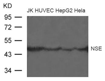 Western blot analysis of extract from JK, HUVEC, HepG2 and Hela cells using NSE Antibody