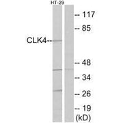 Western blot analysis of extracts from HT-29 cells, using CLK4 antibody.
