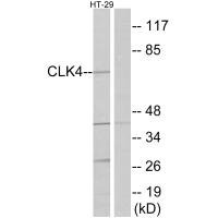 Western blot analysis of extracts from HT-29 cells, using CLK4 antibody.