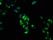 Immunofluorescence staining of Hela cells with CSB-PA13005A0Rb at 1:66, counter-stained with DAPI. The cells were fixed in 4% formaldehyde, permeabilized using 0.2% Triton X-100 and blocked in 10% normal Goat Serum. The cells were then incubated w...