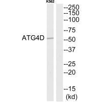 Western blot analysis of extracts from K562 cells, using ATG4D antibody.