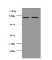 Western blot All lanes: CDH12 antibody at 2µg/ml Lane 1: EC109 whole cell lysate Lane 2: 293T whole cell lysate Secondary Goat polyclonal to rabbit IgG at 1/10000 dilution Predicted band size: 89, 85 kDa Observed band size: 85 kDa